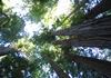 Sequoia National Park, Kalifornien